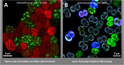 Spatial heterogeneity in the photobiology of phototrophs—questions and methods